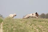 LAGOTTO 054